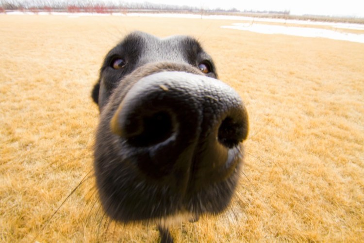 Смешной собачий нос