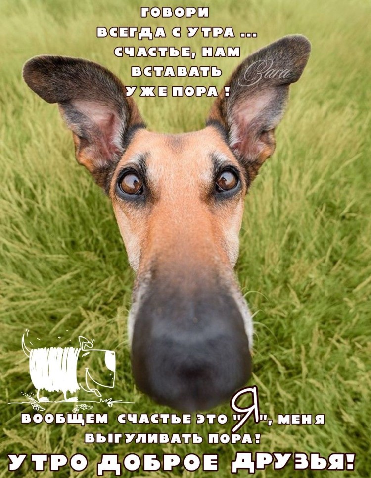 Борзая Эрис собака