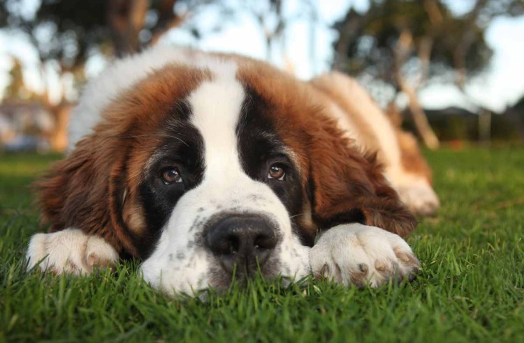 Длинношерстный Сенбернар