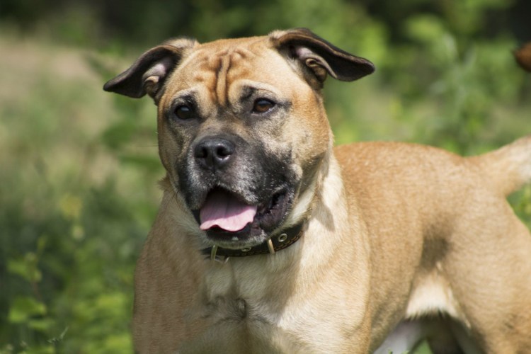 Хилер австралийский Хилер