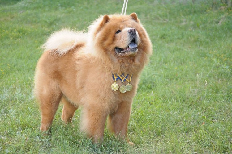 Американский Бульмастиф