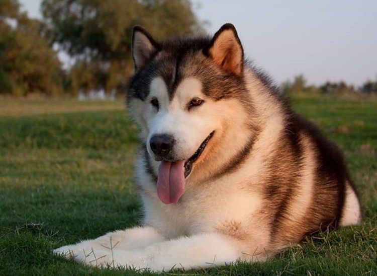 Австрийская немецкая овчарка