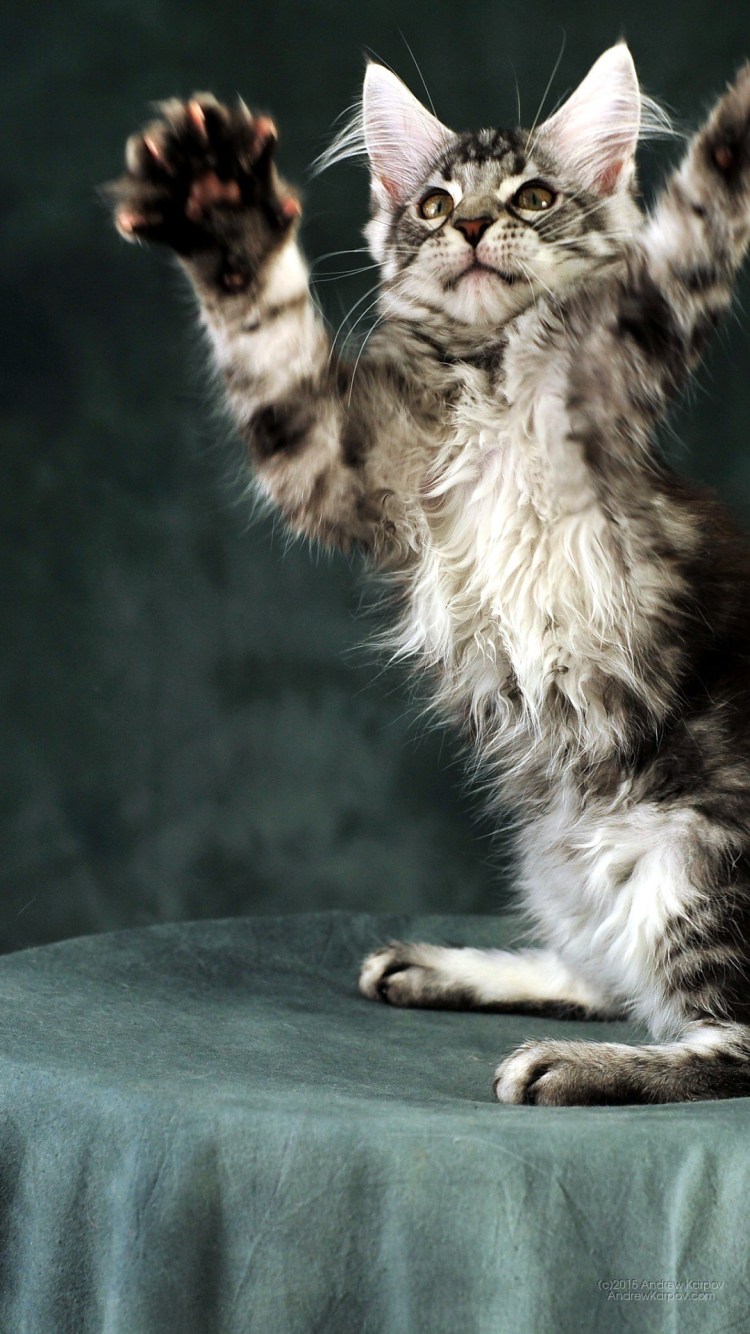 Голубой Солид кот полидакт