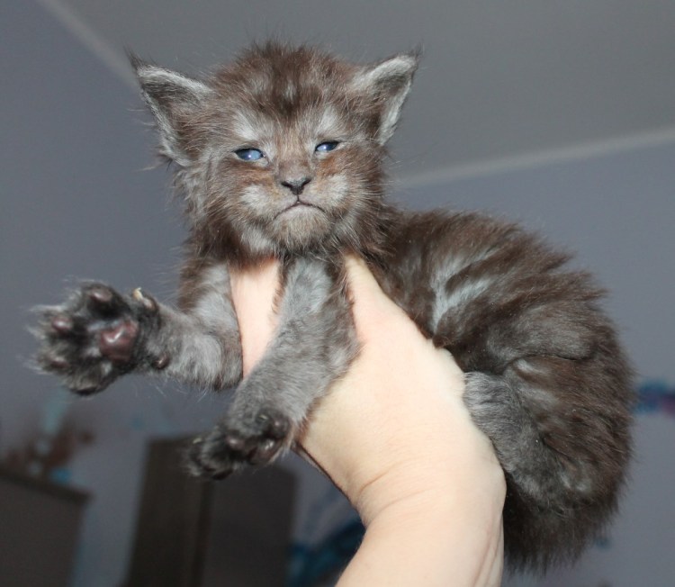 Мейн кун Королевский лапы