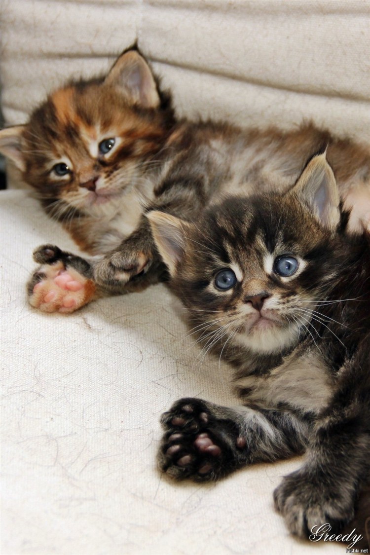 Выставка кошек Мейн кун в Омске