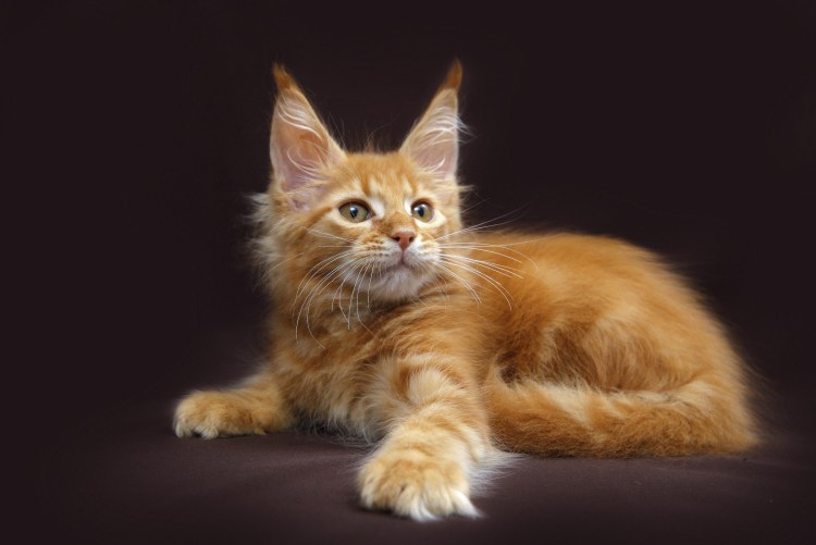 Полидактилия у Мейн кунов