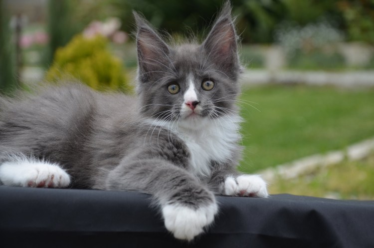 Шестипалый Мейн кун