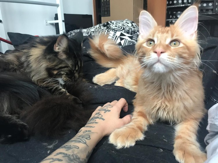 Шестипалые Мейн куны