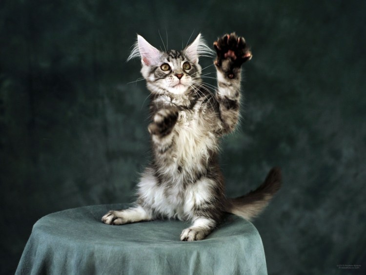 Лапы Мейн куна полидакта