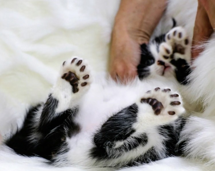 Полидактилия у кошек