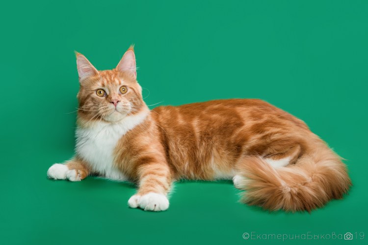 Голубой Солид кот полидакт