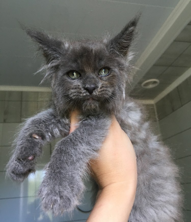 Мейн кун Семипалый