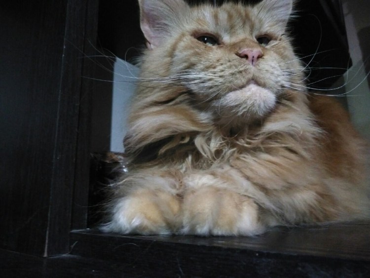 Американская Многопалая кошка