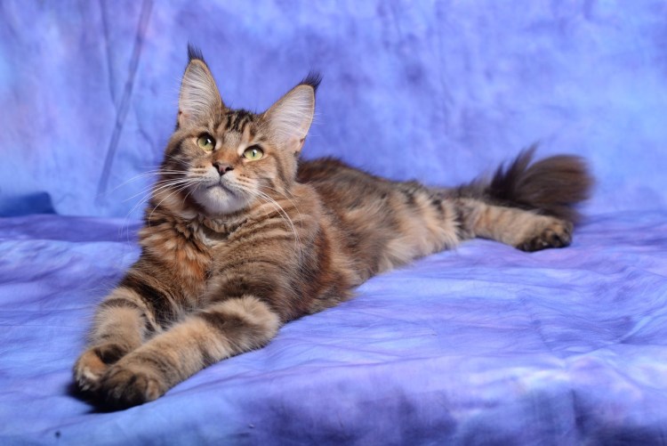 Мейн кун полидакт