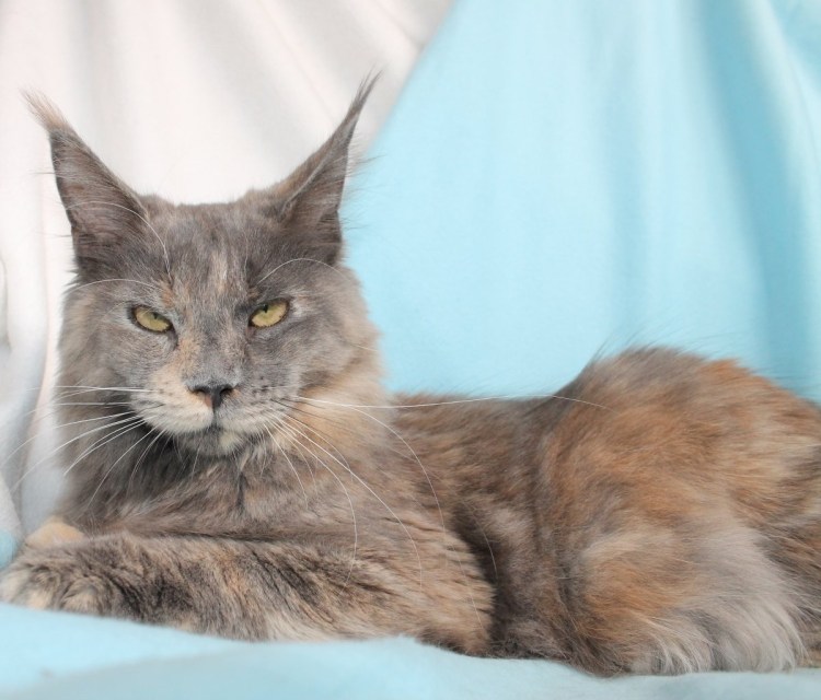 Мейн кун с лапами варежки