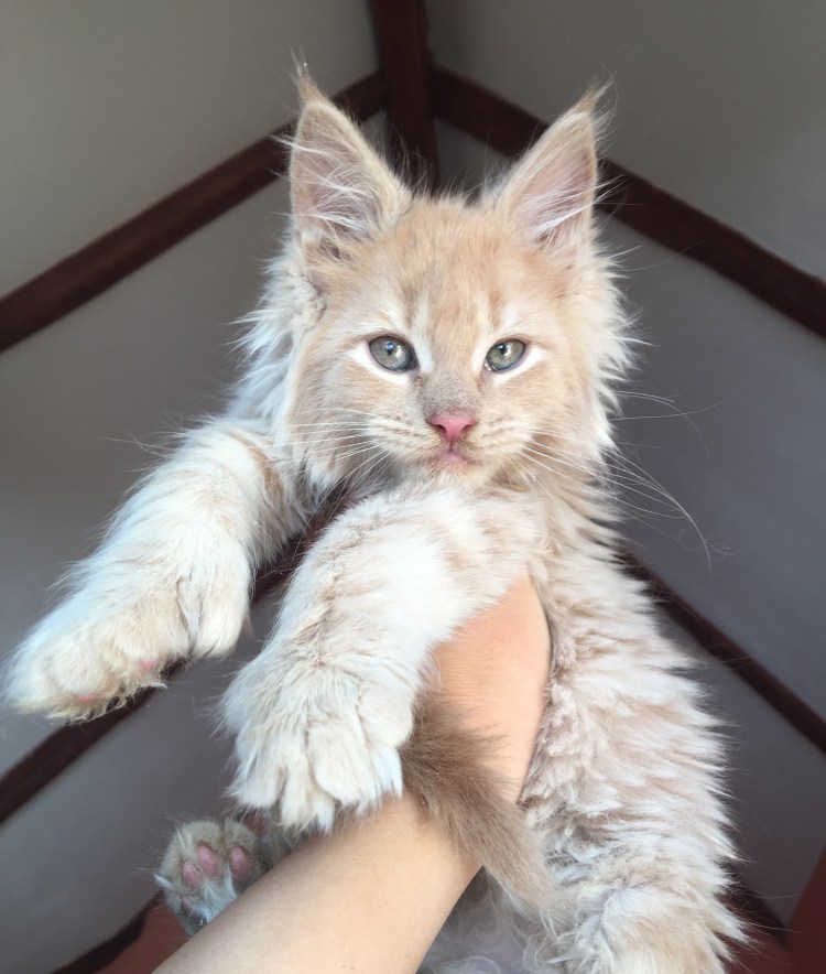 Мейн кун полидакт