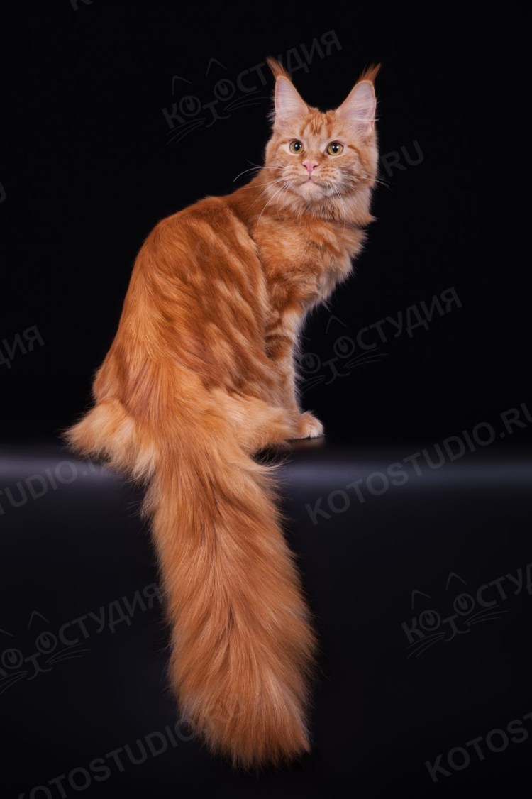 6 Пальцев у Мейн куна