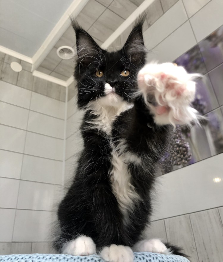 Мейн кун 16 кг