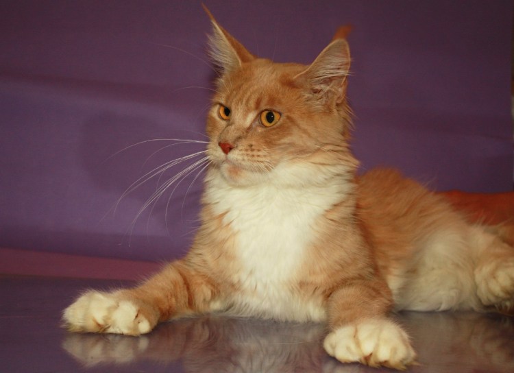 Полидактилия Хемингуэй