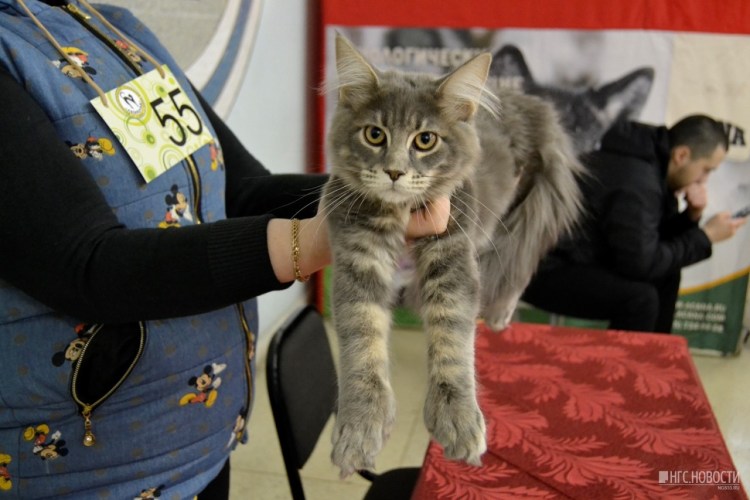 Мейн кун полидакт