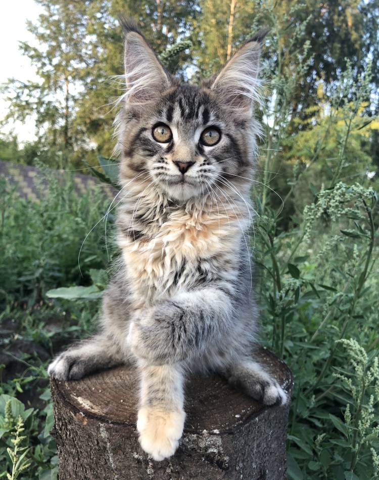 Мейн кун полидакт рыжий