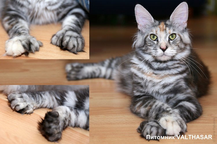 Полидакты Мейн куны что это