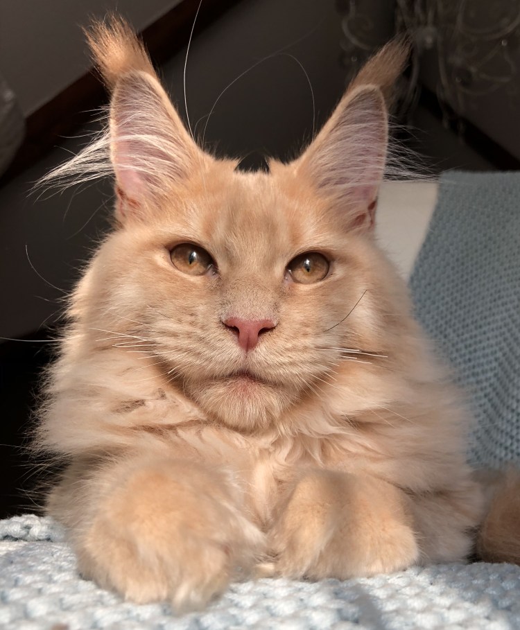 Пиксибоб полидакт