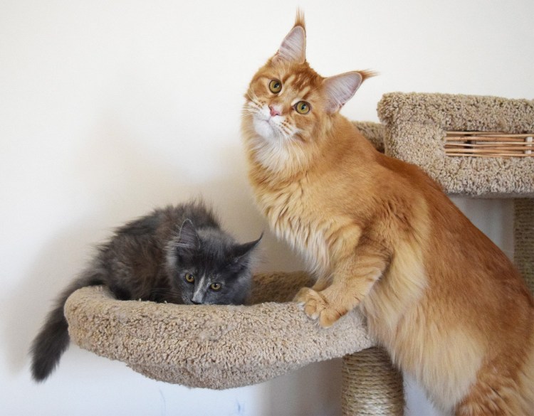 Новорожденные Мейн куны