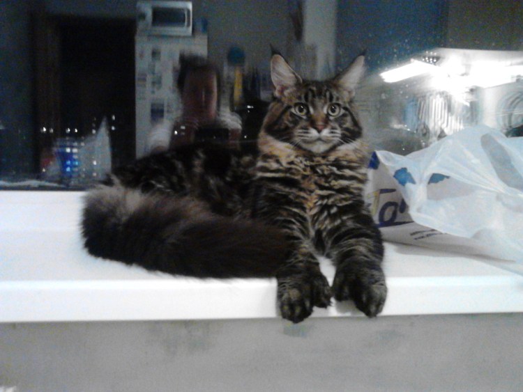 Мейн кун полидакт