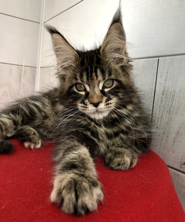 Мейн кун полидакт девочка взром