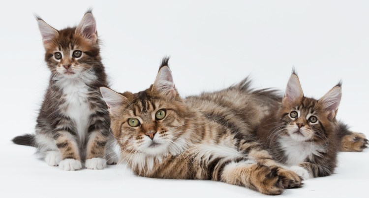 Вислоухий Мейн кун серый