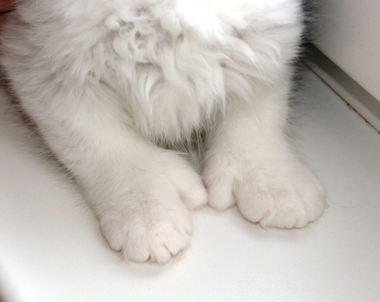 Лапы Мейн куна подушечки