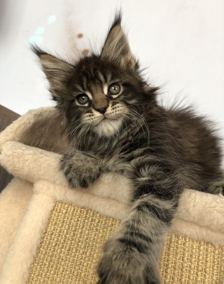 Котята Мейн кун полидакт