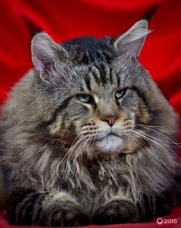 Сиамский Мейн кун