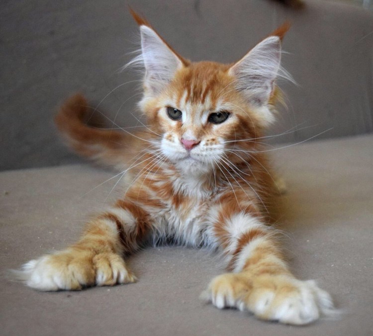 Мейн кун полидакт