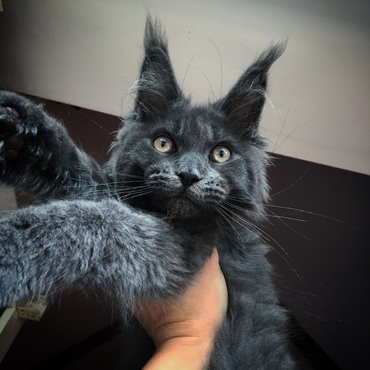 Семипалые Мейн куны