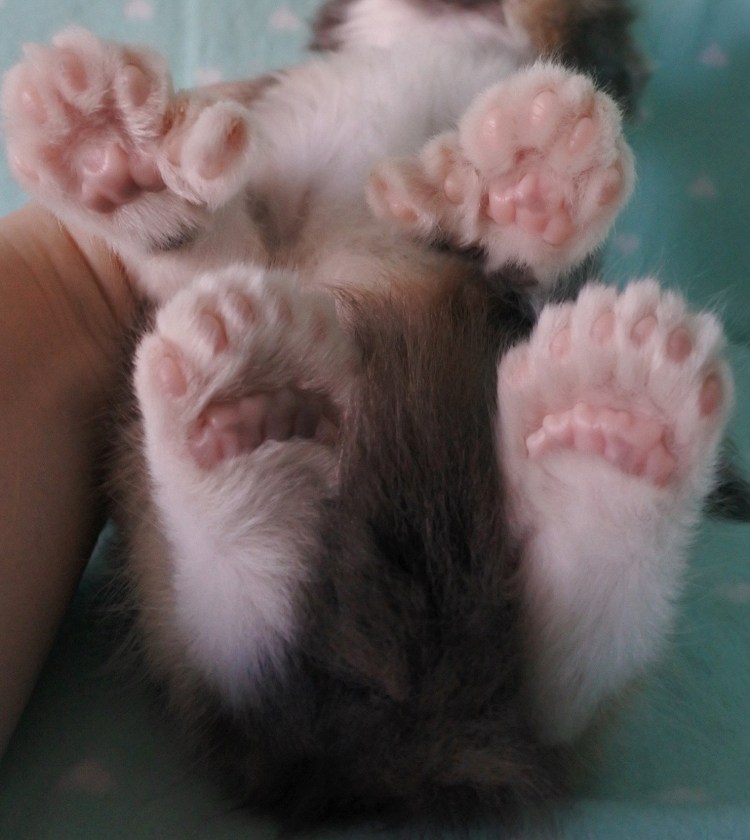 Мейн кун полидакт лапы