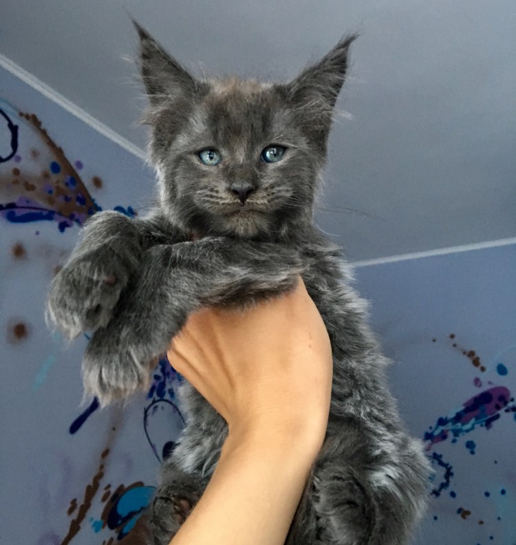 Шестипалые кошки