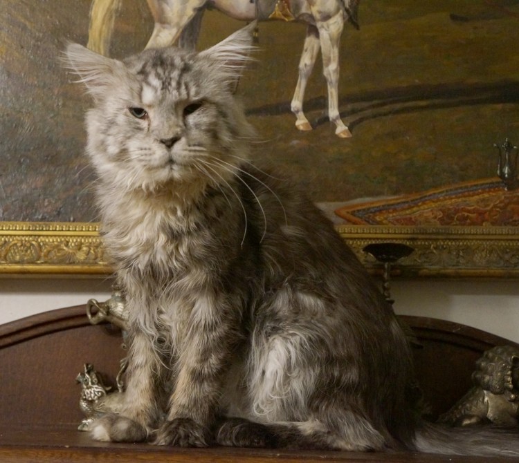 Мейн кун с лишними пальцами