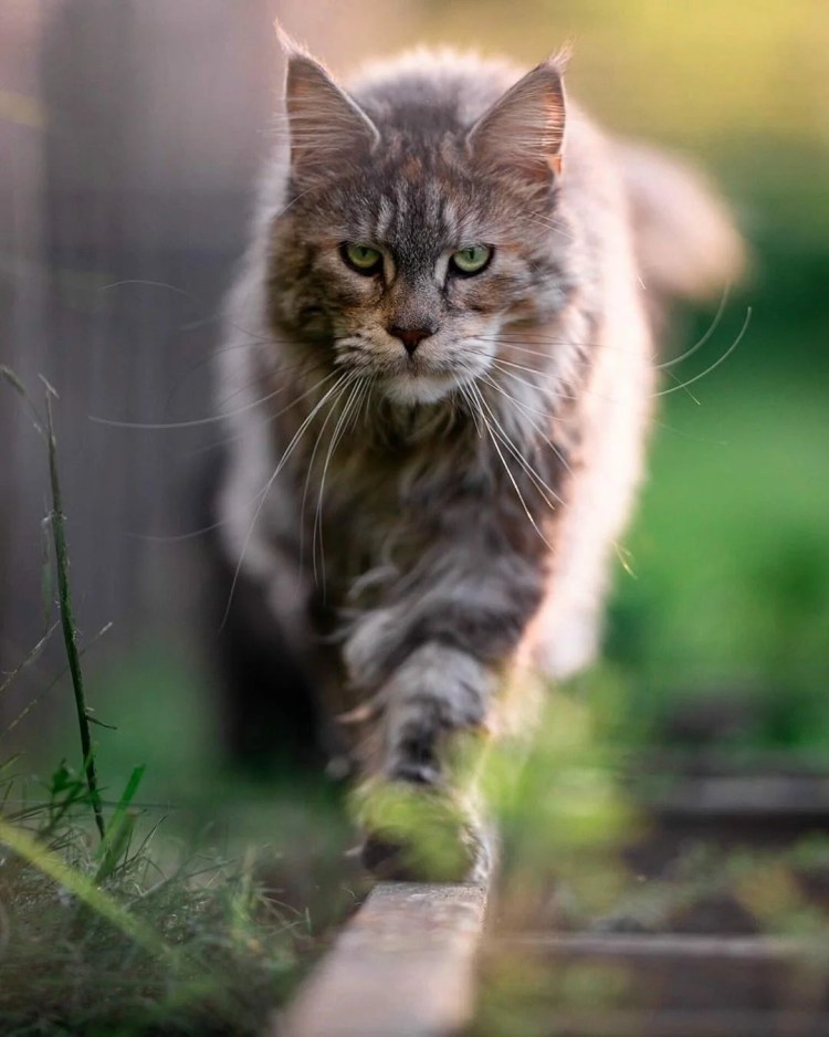 Мейн кун полидакт