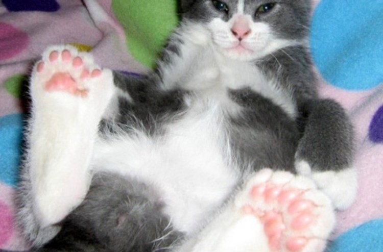 Котик с шестью пальцами