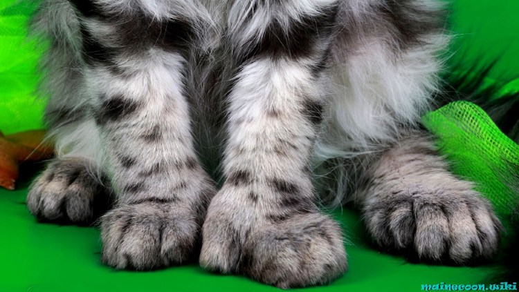 Кот с 6 пальцами на лапах