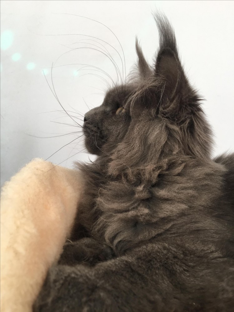 Мейн кун полидакт