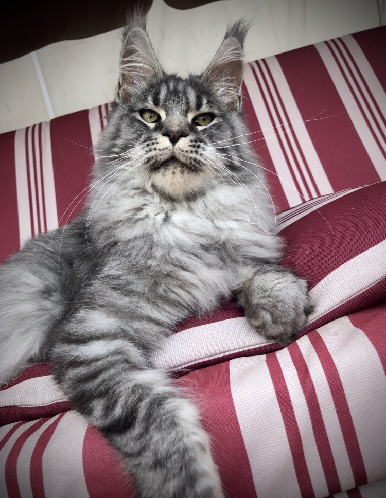 Новорожденные Мейн куны полидакты