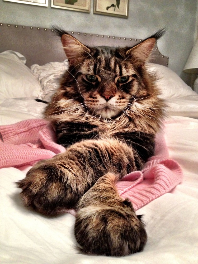 Котята с полидактилией