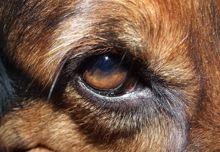 Глаза собаки