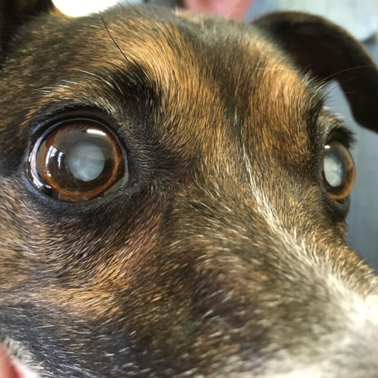 Грустные глаза животных