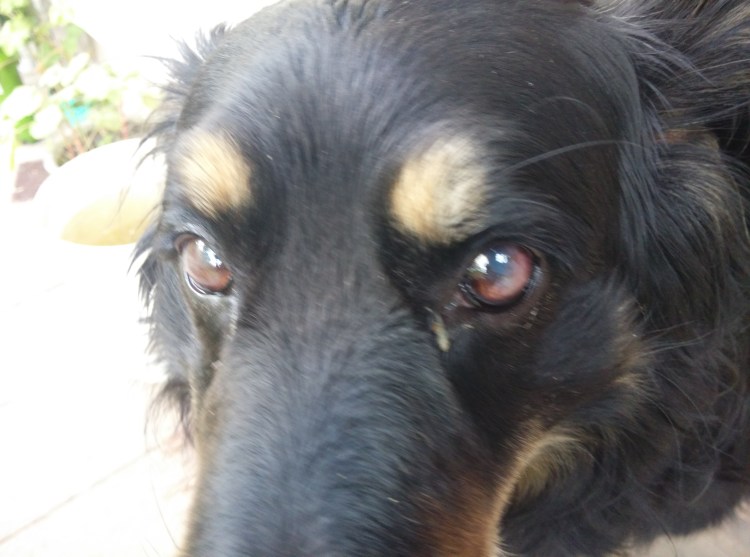 Глаза для обработки животных