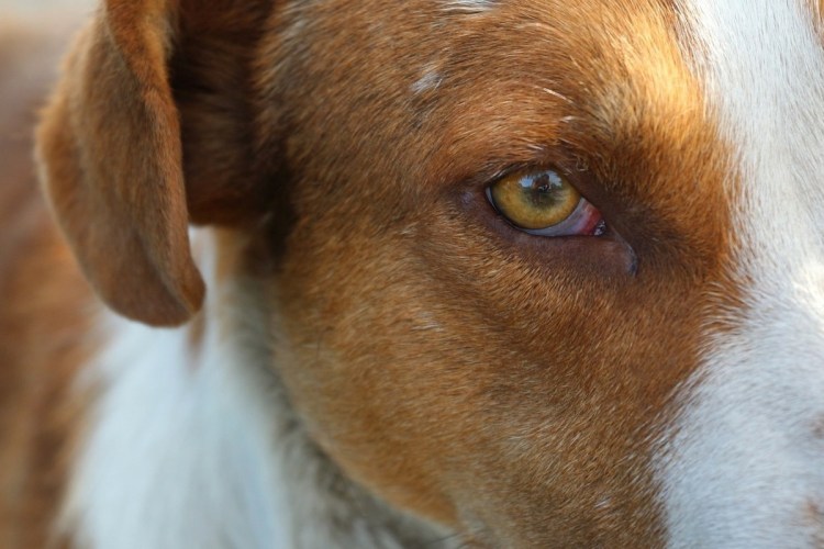 Убирать слизь с глаз собаки