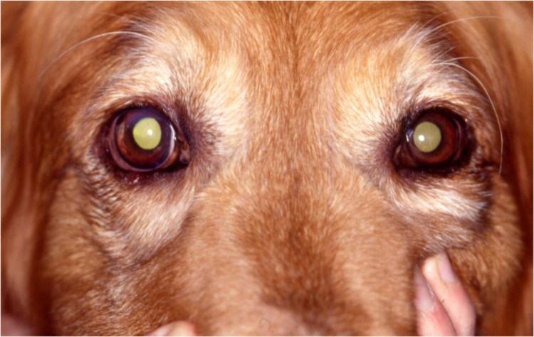 Глаза собаки крупным планом